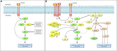 Current State of Target Treatment in BRAF Mutated Melanoma